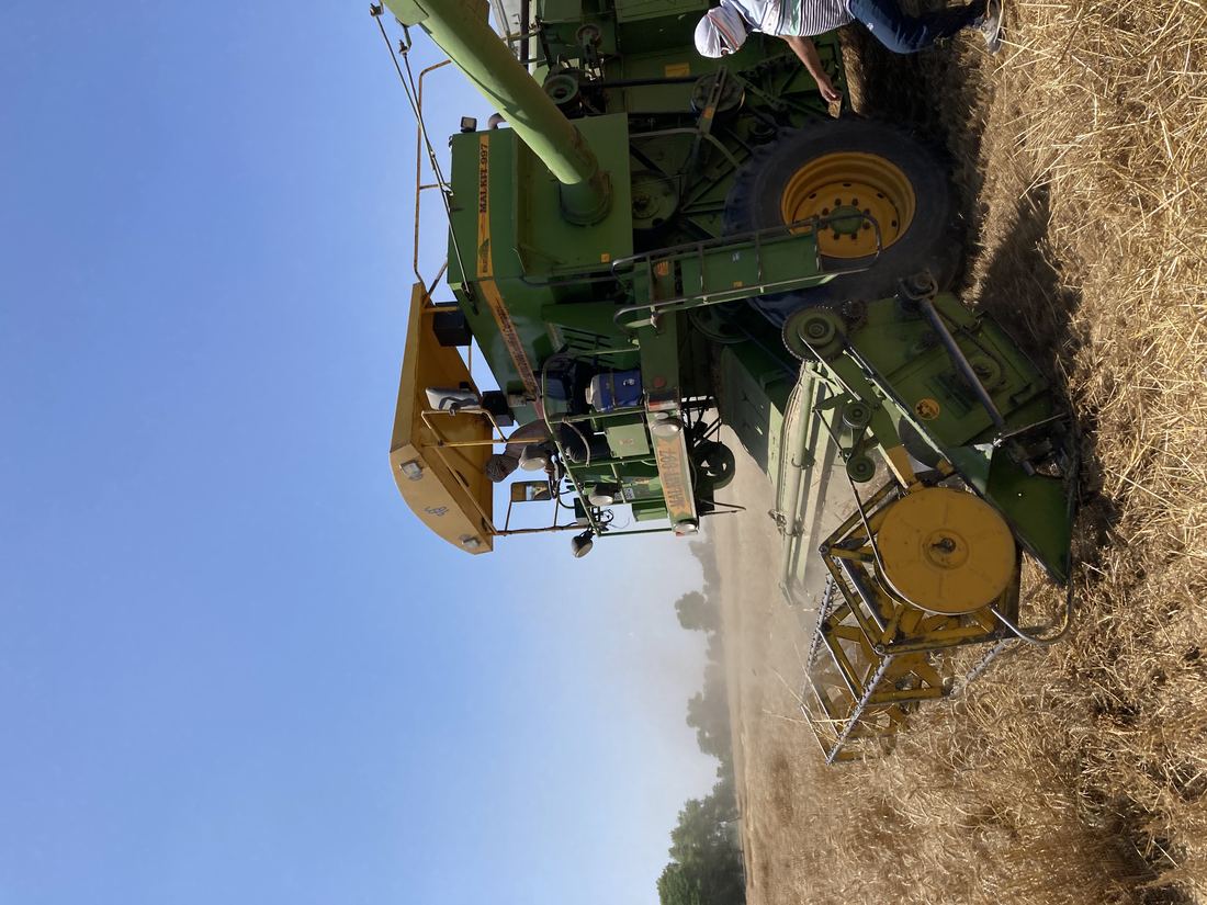 A golden wheat field at harvest time